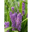 Kép 1/4 - Liriope muscari 'Royal Purple' – Gyöngyikés gyepliliom