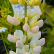 Kép 3/8 - Lupinus 'Noble Maiden' – Csillagfürt (fehér)