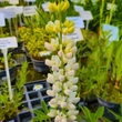 Kép 4/8 - Lupinus 'Noble Maiden' – Csillagfürt (fehér)