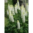 Kép 6/8 - Lupinus 'Noble Maiden' – Csillagfürt állománya