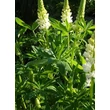Kép 5/8 - Lupinus 'Noble Maiden' – Csillagfürt lombozata