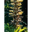 Kép 8/8 - Lupinus 'Noble Maiden' – Csillagfürt termései