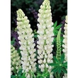 Kép 7/8 - Lupinus 'Noble Maiden' – Csillagfürt virágzata
