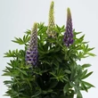 Kép 1/2 - Lupinus polyphyllus 'Legendary Blue Shades' – Csillagfürt