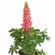 Kép 1/2 - Lupinus polyphyllus 'Legendary Red Shades' – Csillagfürt