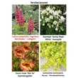Kép 2/2 - Lupinus polyphyllus 'Legendary Red Shades' – Csillagfürt