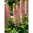 Kép 1/5 - Lupinus 'The Chatelaine' – Csillagfürt (rózsaszín)