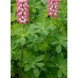 Kép 2/5 - Lupinus 'The Chatelaine' – Csillagfürt levélzete