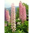 Kép 4/5 - Lupinus 'The Chatelaine' – Csillagfürt virágzata