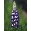Kép 1/4 - Lupinus 'The Govenor' – Csillagfürt (kék)