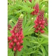 Kép 1/5 - Lupinus 'The Pages' – Csillagfürt (piros)