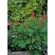 Kép 3/5 - Lupinus 'The Pages' – Csillagfürt habitusa