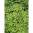 Kép 2/5 - Lupinus 'The Pages' – Csillagfürt lombozata