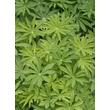Kép 2/5 - Lupinus 'The Pages' – Csillagfürt lombozata