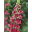 Kép 5/5 - Lupinus 'The Pages' – Csillagfürt virágzata közelről