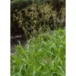 Kép 1/5 - Luzula sylvatica - Erdei perjeszittyó