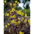 Kép 1/5 - Lysimachia ciliata 'Firecracker' - Lizinka
