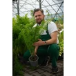 Kép 2/3 - Matteuccia struthiopteris - Európai struccpáfrány Megyeri Szabolcs