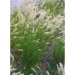 Kép 3/5 - Melica ciliata – Prémes gyöngyperje