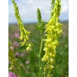 Kép 4/4 - Melilothus officinalis – Orvosi somkóró