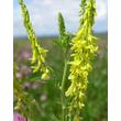 Kép 4/4 - Melilothus officinalis – Orvosi somkóró