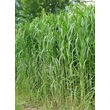 Kép 2/4 - Miscanthus giganteus – Óriás molnárpántlika