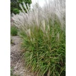 Kép 2/5 - Miscanthus 'Purpurascens' – Molnárpántlika