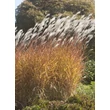 Kép 4/5 - Miscanthus 'Purpurascens' – Molnárpántlika