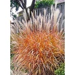 Kép 5/5 - Miscanthus 'Purpurascens' – Molnárpántlika