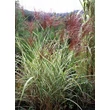 Kép 1/3 - Miscanthus sinensis 'Cosmopolitan' – Molnárpántlika