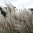 Kép 3/5 - Miscanthus sinensis 'Graziella' - Molnárpántlika virágzat elnyílásban