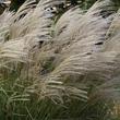 Kép 2/5 - Miscanthus sinensis 'Graziella' - Molnárpántlika virágzat elnyílásban