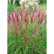 Kép 1/4 - Miscanthus sinensis 'Kupferberg' – Molnárpántlika