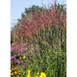 Kép 3/4 - Miscanthus sinensis 'Kupferberg' – Molnárpántlika