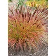 Kép 4/4 - Miscanthus sinensis 'Kupferberg' – Molnárpántlika