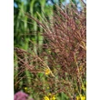 Kép 2/4 - Miscanthus sinensis 'Kupferberg' – Molnárpántlika