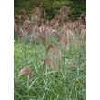 Kép 1/5 - Miscanthus sinensis 'Makramee' - Molnárpántlika