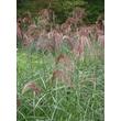 Kép 1/5 - Miscanthus sinensis 'Makramee' - Molnárpántlika