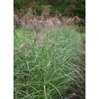 Kép 2/5 - Miscanthus sinensis 'Makramee' - Molnárpántlika habitusa