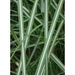 Kép 3/5 - Miscanthus sinensis 'Makramee' - Molnárpántlika levélzete