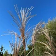 Kép 6/7 - Miscanthus sinensis 'Malepartus' – Molnárpántlika