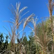 Kép 7/7 - Miscanthus sinensis 'Malepartus' – Molnárpántlika