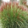 Kép 2/2 - Miscanthus sinensis 'New Hybrids' – Molnárpántlika