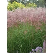 Kép 1/5 - Miscanthus sinensis 'Red Wine' - Molnárpántlika