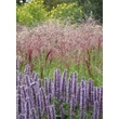 Kép 4/5 - Miscanthus sinensis 'Red Wine' - Molnárpántlika