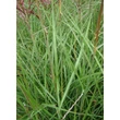 Kép 2/5 - Miscanthus sinensis 'Red Wine' - Molnárpántlika