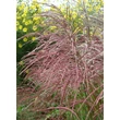 Kép 3/5 - Miscanthus sinensis 'Red Wine' - Molnárpántlika