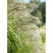 Kép 1/5 - Miscanthus sinensis 'Silberfeder' - Molnárpántlika