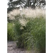 Kép 3/5 - Miscanthus sinensis 'Silberfeder' - Molnárpántlika