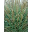 Kép 2/5 - Miscanthus sinensis 'Yaku Jima' – Molnárpánlika